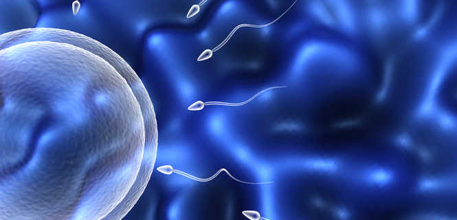 IUI vs. IVF – porównanie inseminacji domacicznej z in vitro