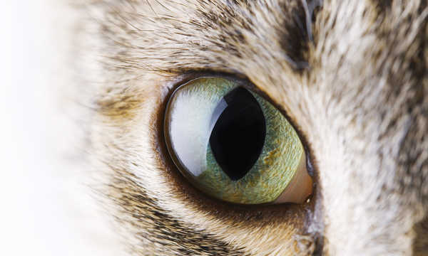 Okulistyka nietypowa - Jak widzą nasi pupile, czyli zwierzęta małe i nie tylko?